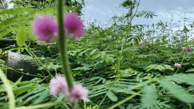 Mimosa Hostilis Root Bark Benefits